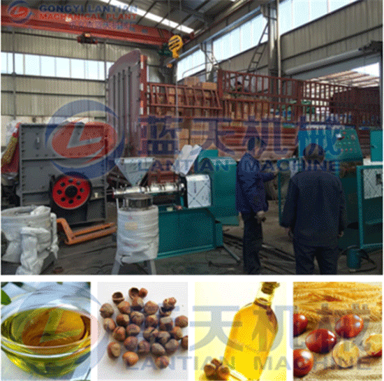 Hazelnut oil press