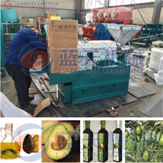 Avocado seed oil press