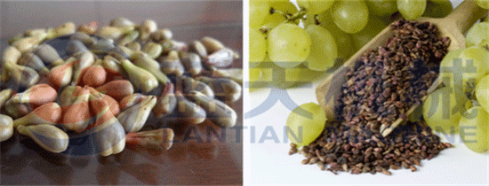 Grape seed oil extraction machine