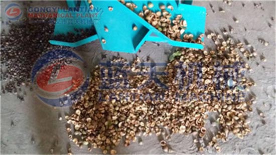 Oil tea seed removing machine