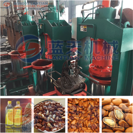 Pine nut oil press
